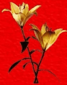 a couple of yellow flowers on a red background