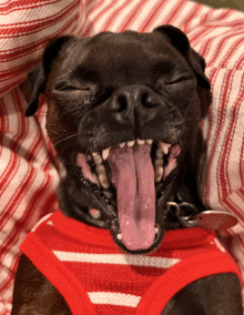 a black dog wearing a red and white striped shirt yawning with its tongue out