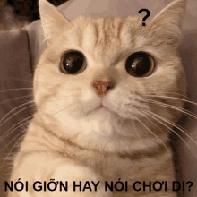 a cat with a question mark on its head and the words noi gion hay noi choi di below it