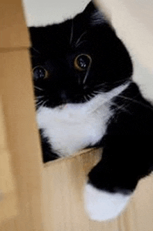 a black and white cat is peeking out from behind a wooden box .