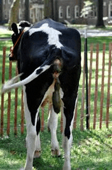 a black and white cow is standing in a grassy field behind a fence .