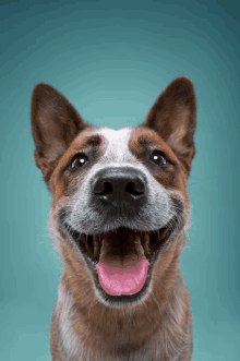 a brown and white dog with a pink tongue sticking out