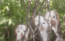 a group of animals with faces painted on their faces are hiding behind trees