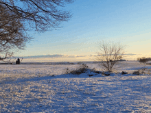 a snowy field with trees and a blue sky