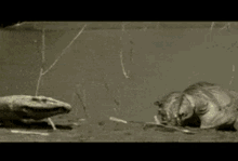 two dinosaurs are standing next to each other on a rock