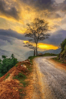 a dirt road with a tree on the side of it at sunset