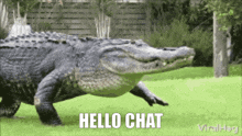 a large alligator is walking across a lush green field with the words hello chat written below it .