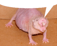 a naked rat with a white speech bubble behind it