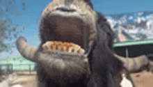 a close up of a goat 's mouth with its mouth wide open