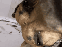 a close up of a dog 's face with purple stones on the table in the background