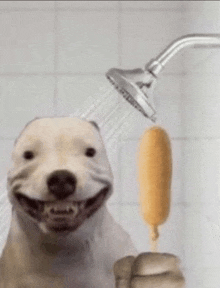 a dog is taking a shower while holding a hot dog