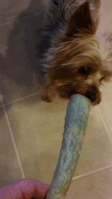 a small dog chews on a cucumber stick