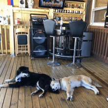 three dogs are laying on a wooden deck in front of a bachata bar