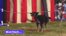 a dog is standing in front of a red white and blue tent with a sign that says wait for it