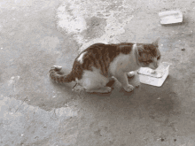 a brown and white cat is drinking water from a plastic container on the ground