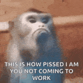 a blurry picture of a monkey with the words `` this is how pissed i am you not coming to work ''