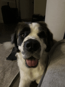 a black and white dog with its tongue out looks at the camera