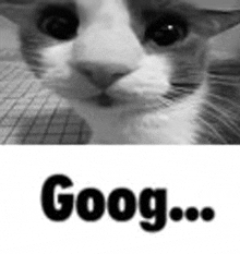 a black and white photo of a cat looking at the camera with the word goog written below it .