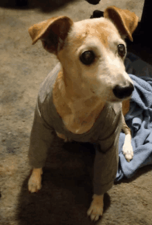 a small dog wearing a grey sweater looks up at the camera