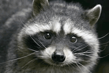 a close up of a raccoon 's face with a mustache .