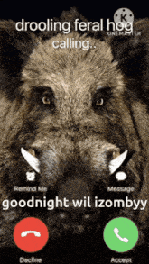 a picture of a wild boar with the words drooling feral hog calling on it