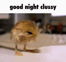 a small bird with long legs is standing on a table with the words `` good night clussy '' written above it .