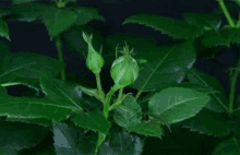 a close up of a rose bud growing on a plant .