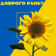 a sunflower on a blue and yellow background with the words " доброго ранку " above it