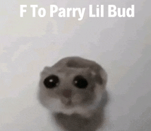 a picture of a hamster with the words " f to parry lil bud " below it