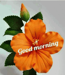 a large orange flower with the words `` good morning '' written on it .