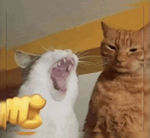 two cats are sitting next to each other and one is yawning while the other is giving a fist bump .