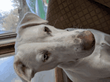 a white dog is laying on a brown couch