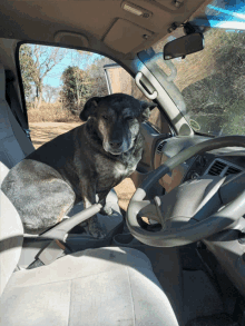 a dog sits in the driver 's seat of a vehicle