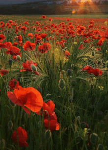 a field of red flowers and green grass with the sun shining through