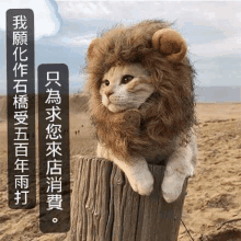 a cat dressed as a lion is sitting on a tree stump .