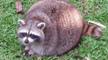 a raccoon is sitting on the grass and looking at the camera .