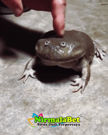 a person petting a frog with nirmalabet situs judi terpercaya written below it