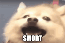 a pomeranian dog is making a funny face with its mouth open and the word smrt written on its face .