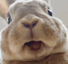 a close up of a rabbit 's face with its mouth open and looking at the camera .