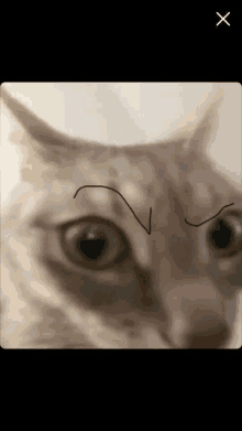 a close up of a cat 's face with a drawing of an angry face on it