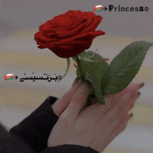 a person holding a red rose with princess written on the bottom of the image