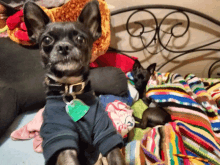 a chihuahua wearing a blue shirt with a tag that says " i love you "