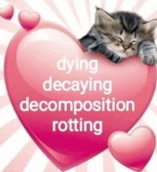 a cat is laying on top of a pink heart with the words dying decaying decomposition rotting written on it .