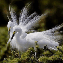 two white birds are standing next to each other on a tree branch .