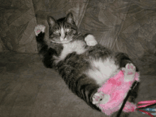 a cat laying on its back on a couch with a pink toy