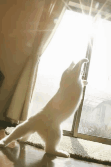 a white cat standing on its hind legs looking out a window