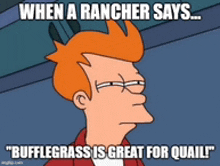 a cartoon of fry from futurama says " when a rancher says " bufflegrass is great for quail "