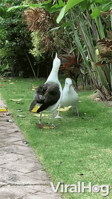 a couple of seagulls standing next to each other on a grassy area with the words viralhog written on the bottom