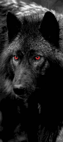 a black wolf with red eyes in a black and white photo .