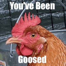 a picture of a chicken with the words you 've been goosed